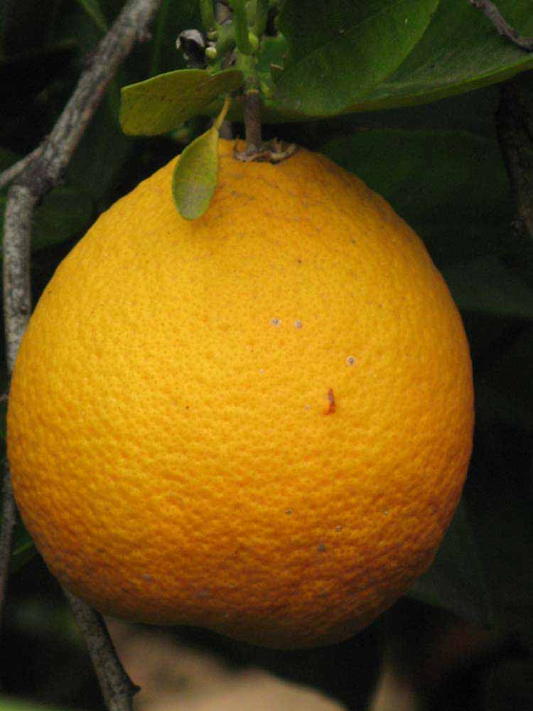            Fruit (Riverside, CA)   